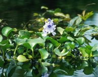 Could a tropical weed hold the key to cleaning up our rivers?