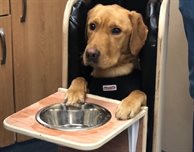 Sick Labrador clocks up the kilos thanks to designer chair