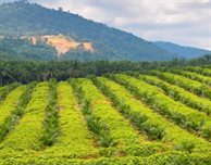 How DMU research is helping farmers cut pesticide use