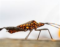 Scientists find new way to stop 'silent killer' Chagas Disease