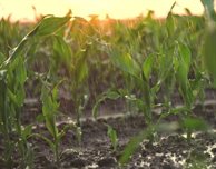 New DMU research shows how AI soil monitoring could help farmers make every drop count in a warming world