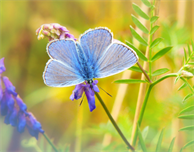 World Environment Day