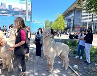 Games, sports and alpacas: Your DMU Community week wraps up
