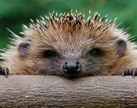Hedgehog Awareness Week 2023