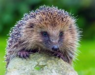Join us for our next Hedgehog Friendly Campus litter-picking events