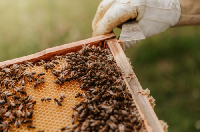 Leicester Time: BEE HIVES BEING INTRODUCED TO HELP MAKE DMU CAMPUS GREENER