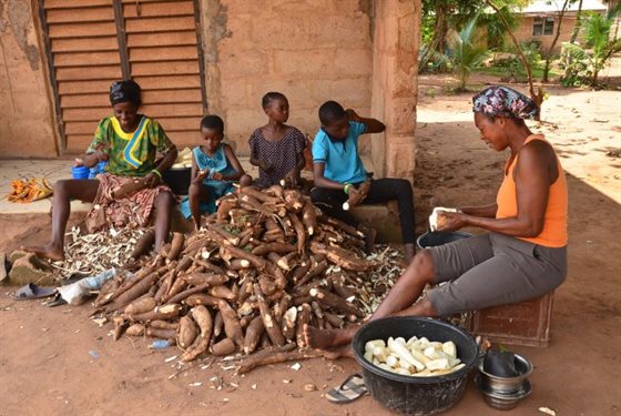 THUMB Cassava production