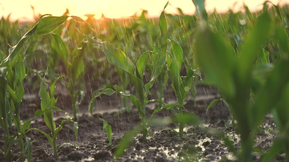 irrigation