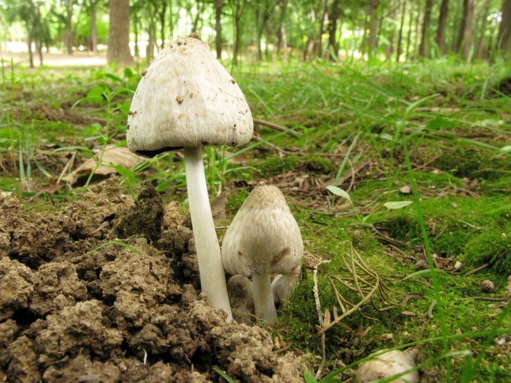 inkcap