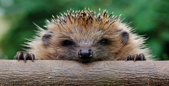 Join the Hedgehog Friendly Campus working group
