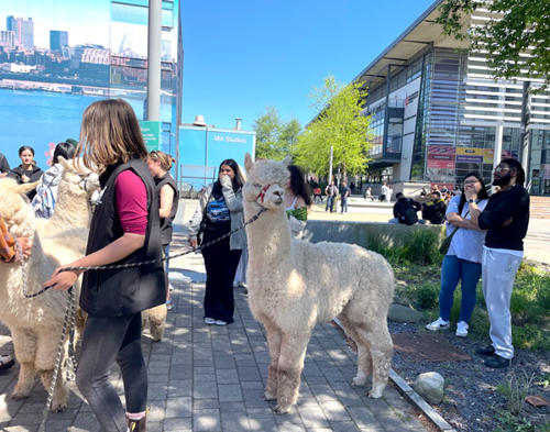 Games, sports and alpacas: Your DMU Community week wraps up