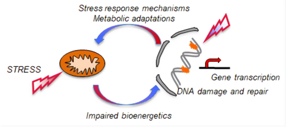 Mitochondria-Nucleus communication in health and disease (Dr. Nicoleta Moisoi)