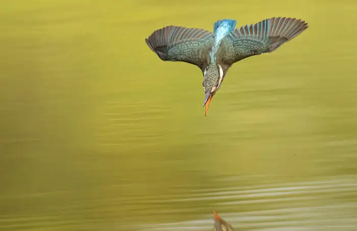 Atish Poungkham - Common Kingfisher: A kingfisher flying low over green-tinted water
