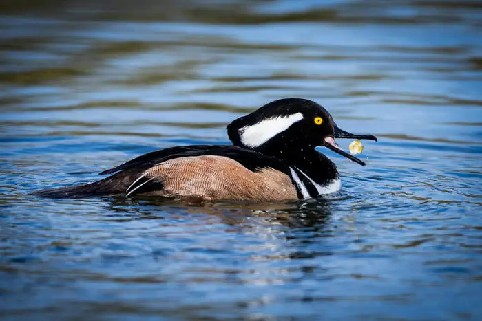 Sabaa Sacur: A black and white goose-like bird on the water with a piece of yellow food about to fall into its beak.